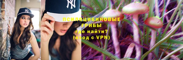 сатива Новозыбков
